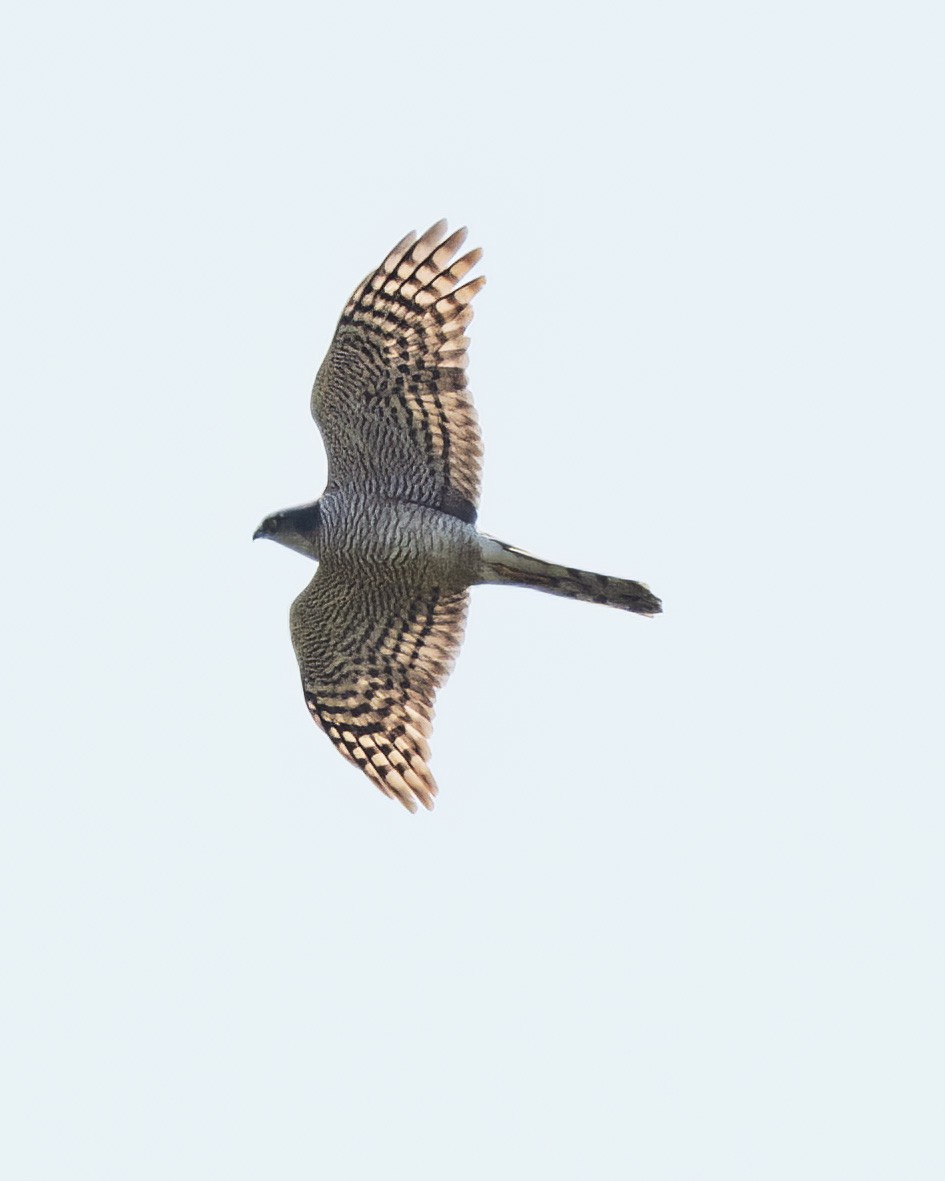 Морин харцага - ML633849783