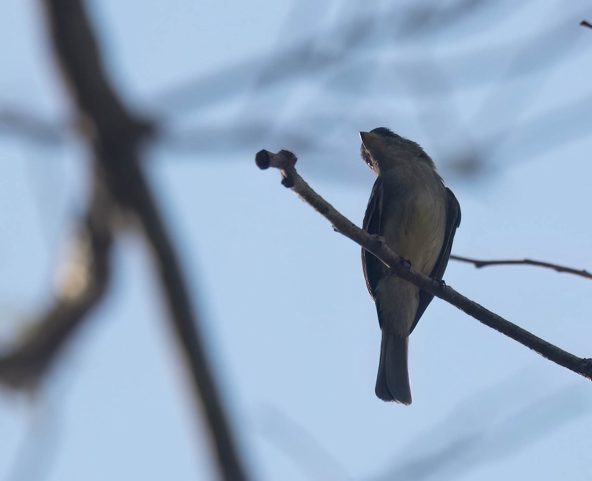 Northern Beardless-Tyrannulet - Bob Foehring