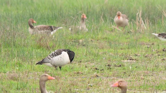 カオジロガン - ML633849839