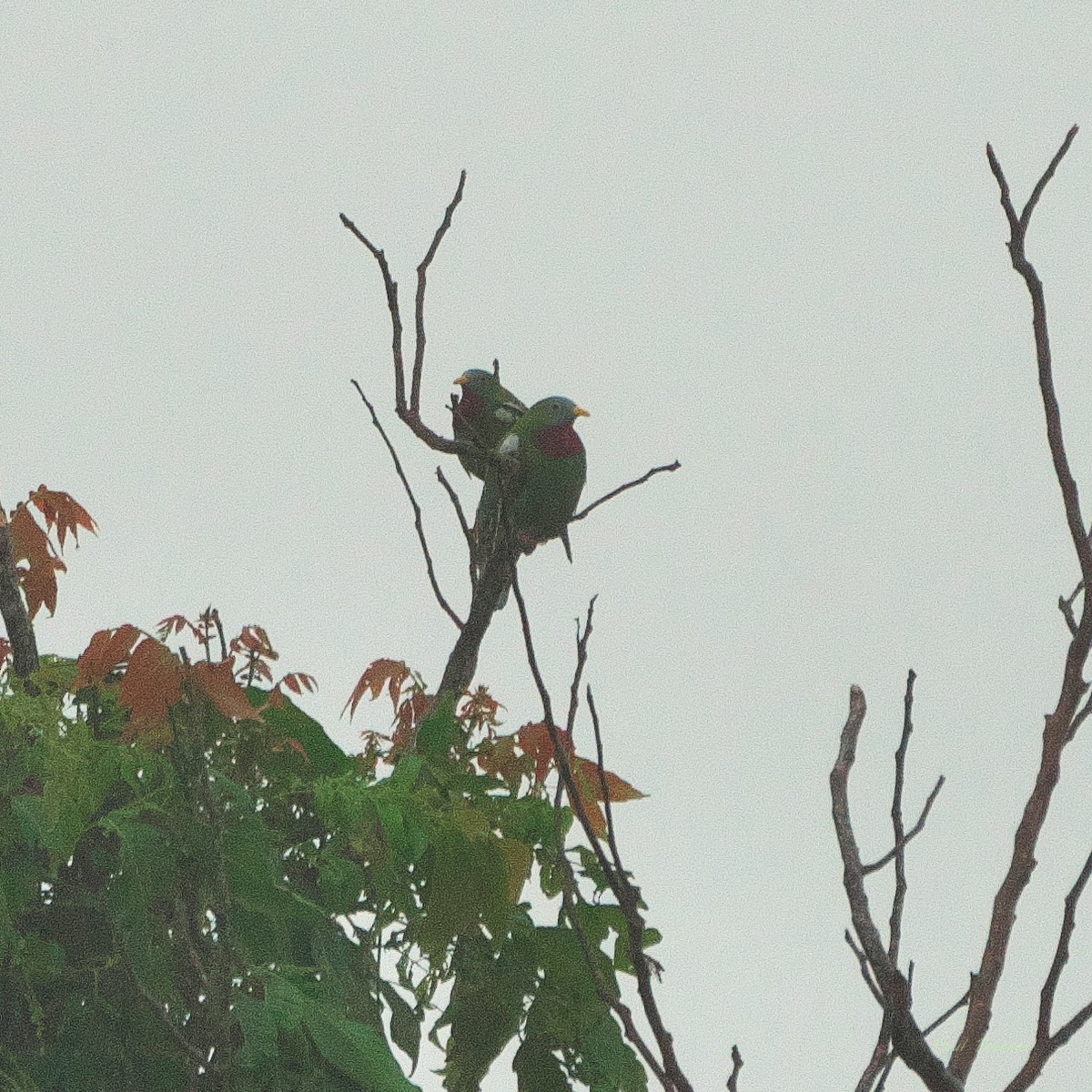 Claret-breasted Fruit-Dove - ML633849976