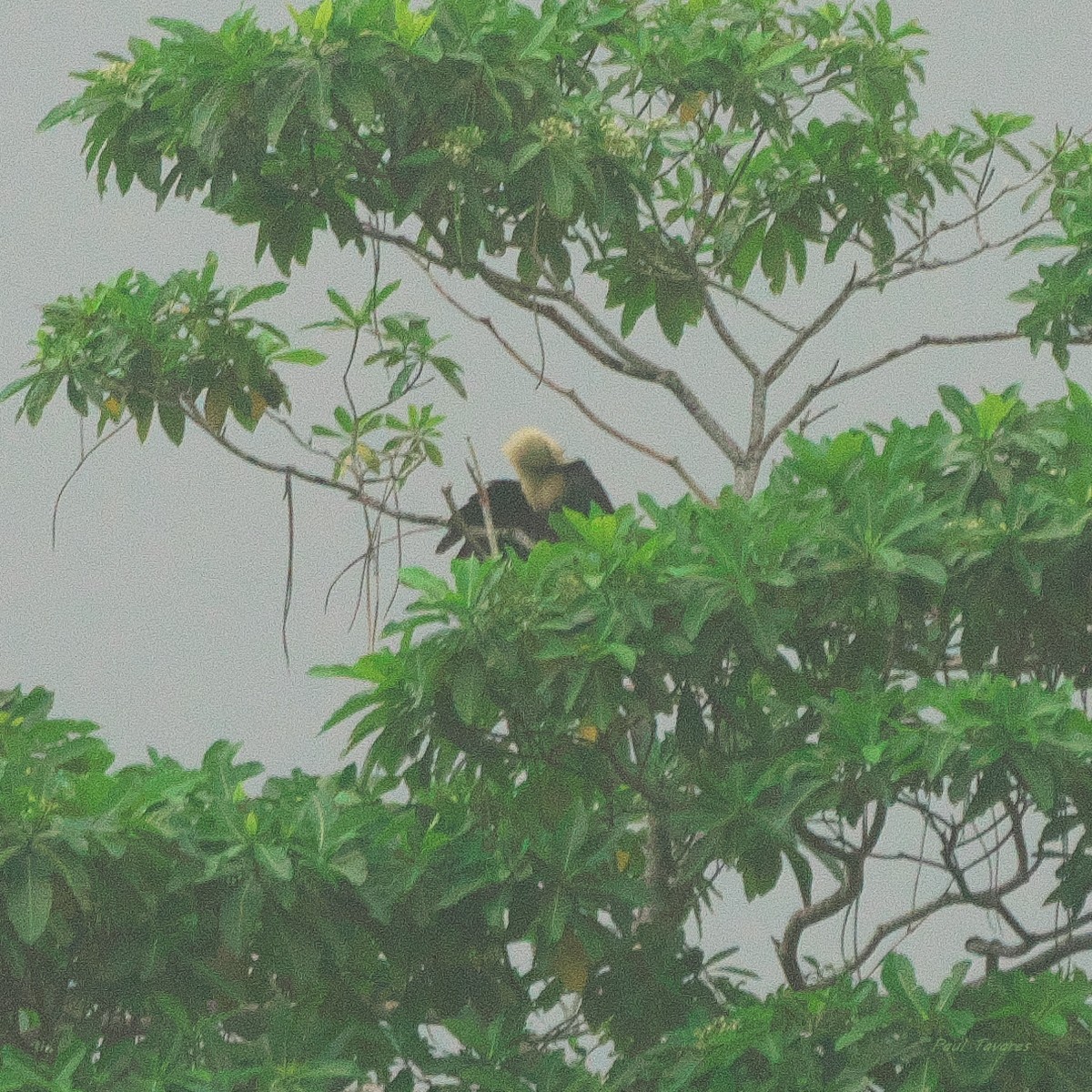 Buff-headed Coucal - ML633849987