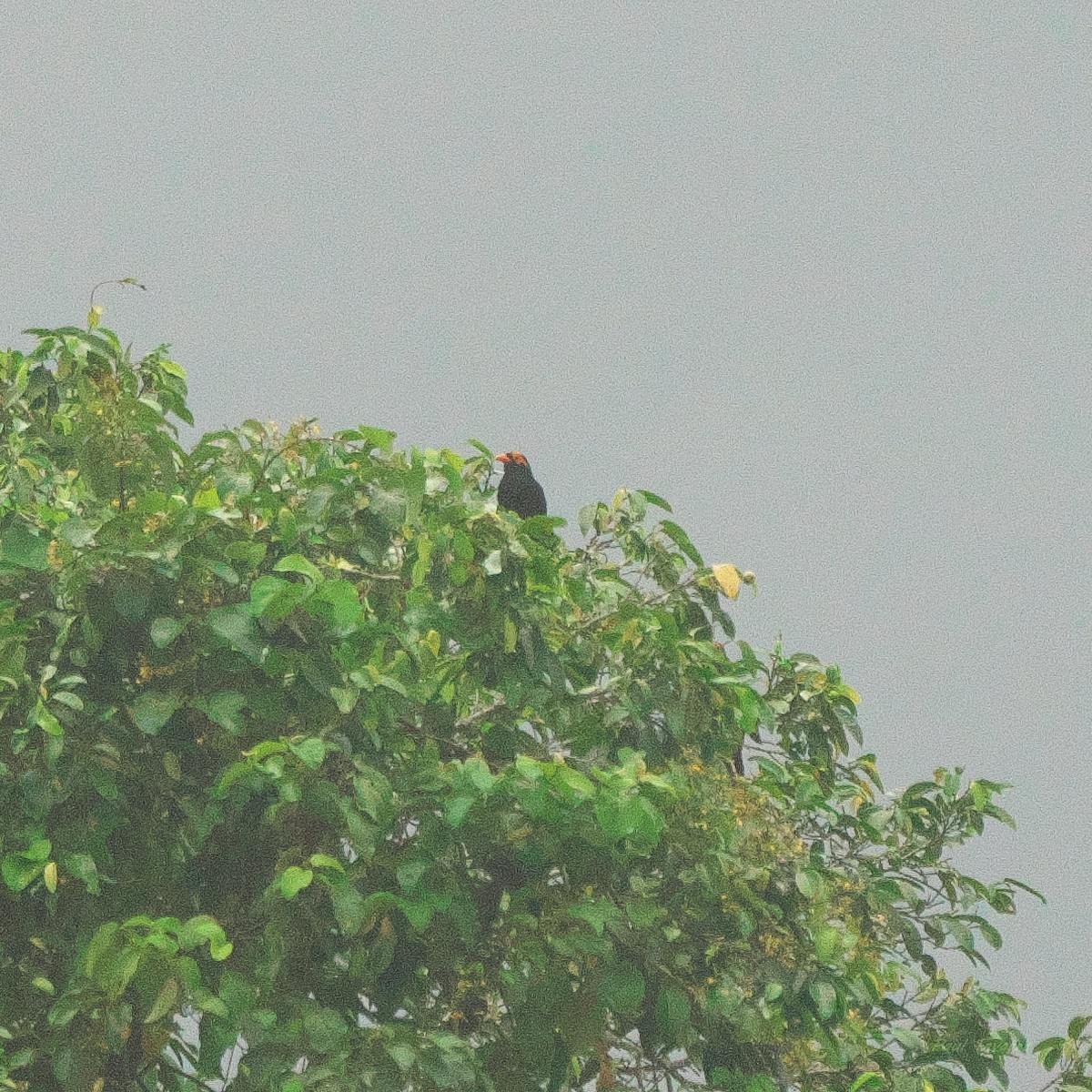 Long-tailed Myna - ML633849990