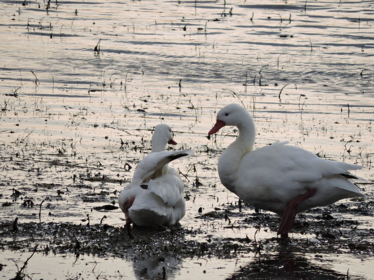 Coscoroba Swan - ML633850176