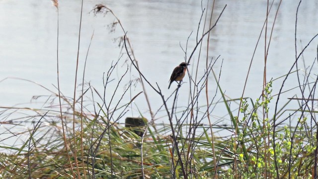 Whinchat - ML633850254