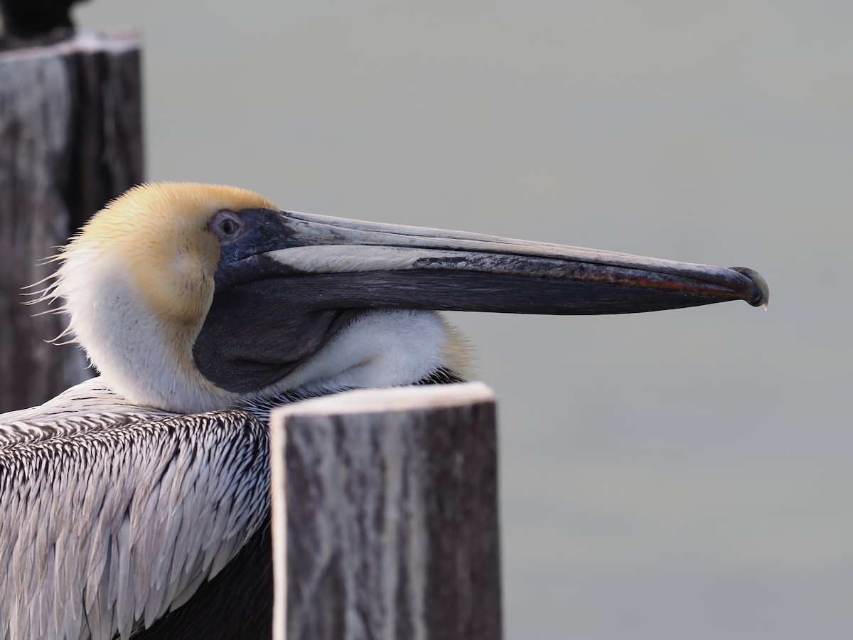 Brown Pelican - ML633850286