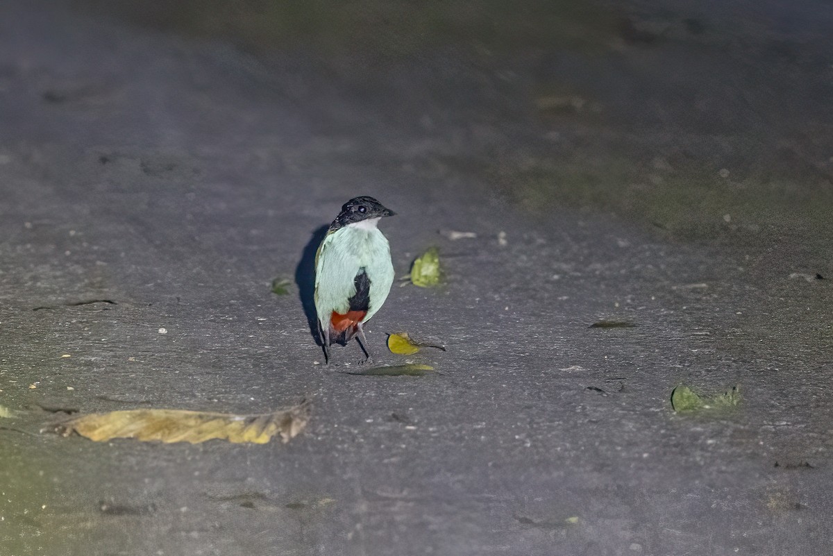 Azure-breasted Pitta - ML633850310