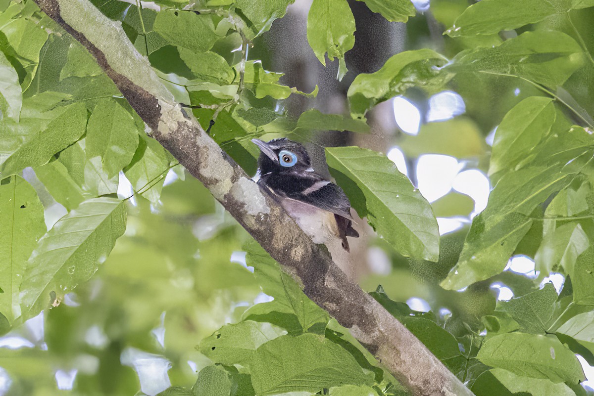 Visayan Broadbill - ML633850332