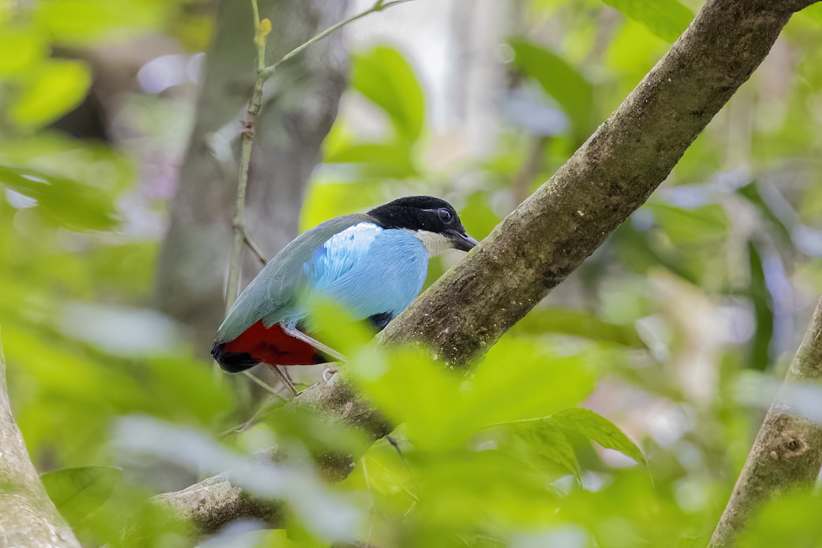 Azure-breasted Pitta - ML633850373