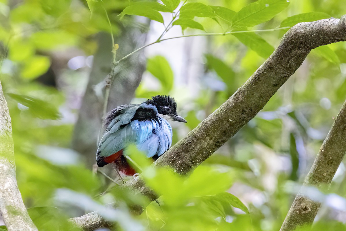 Azure-breasted Pitta - ML633850376