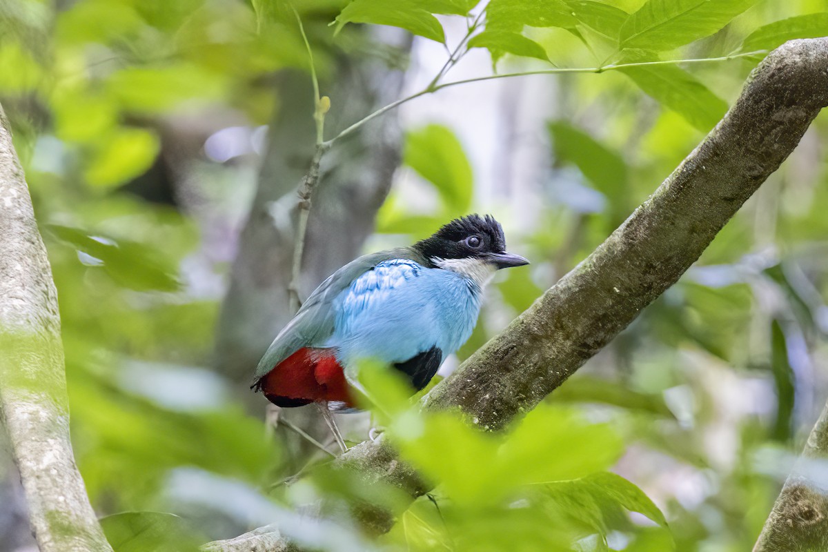 Azure-breasted Pitta - ML633850383