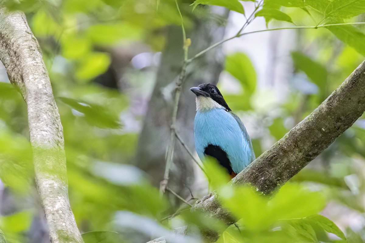 Azure-breasted Pitta - ML633850388
