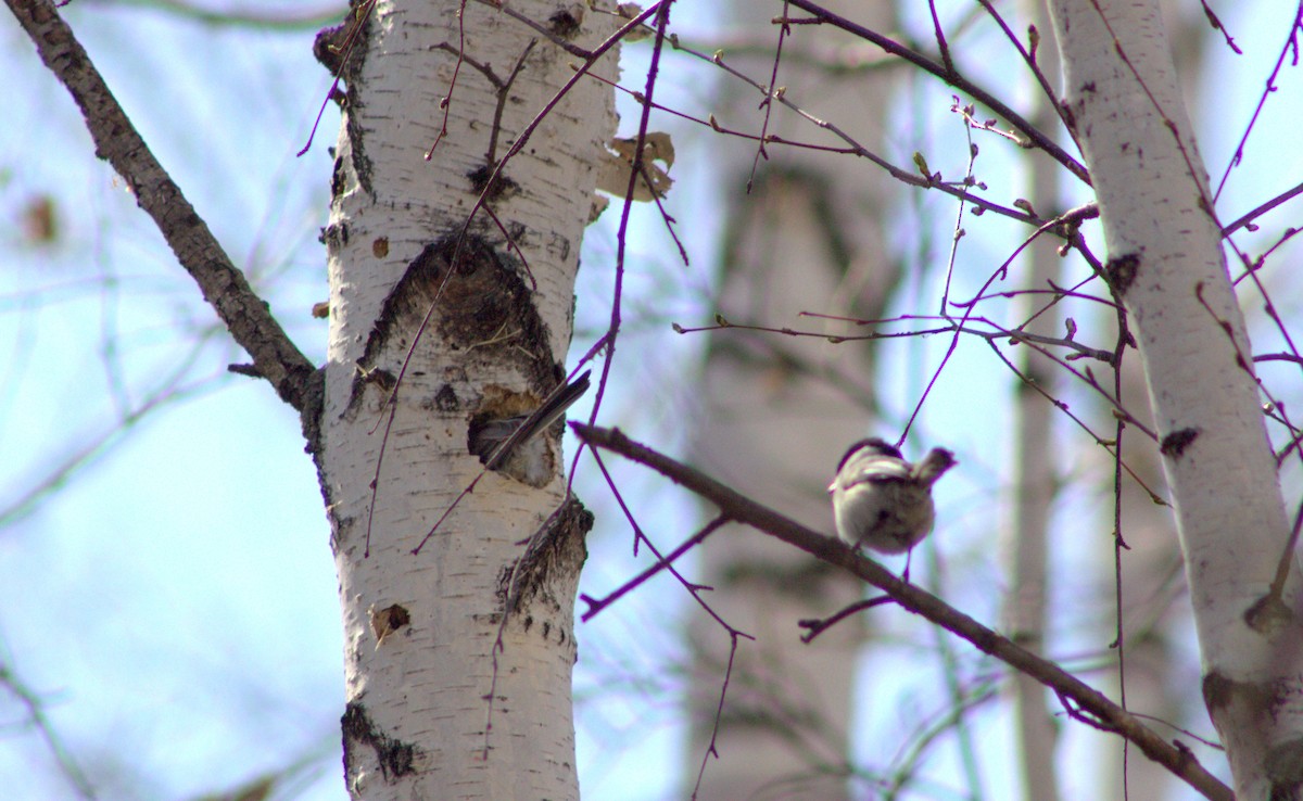 Marsh/Willow Tit - ML633850401