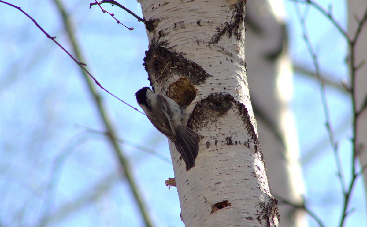 Marsh/Willow Tit - ML633850402