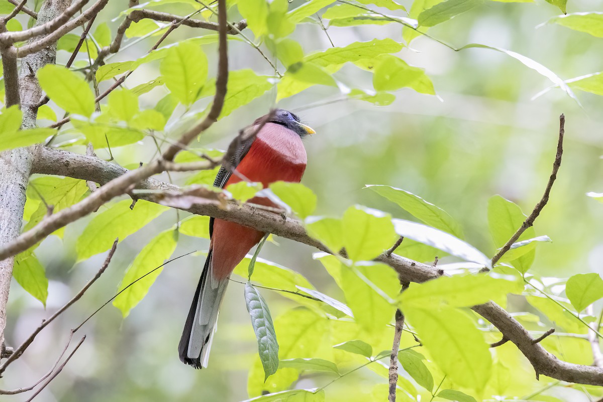 Philippine Trogon - ML633850504