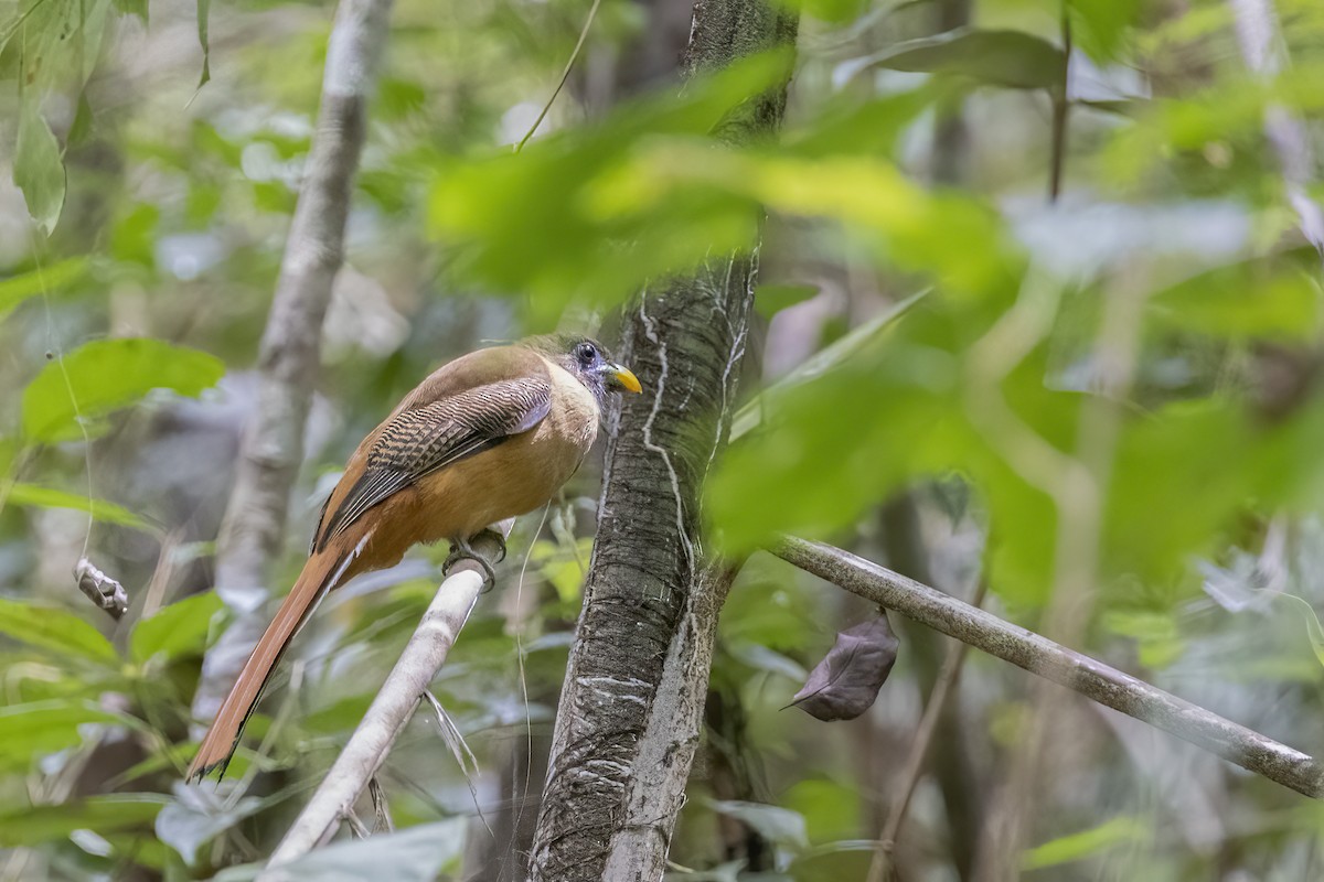 Philippine Trogon - ML633850517