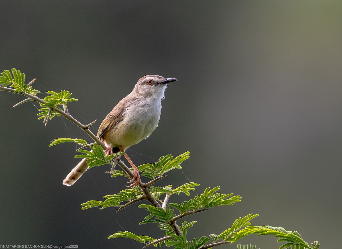 Prinia modeste - ML633850853