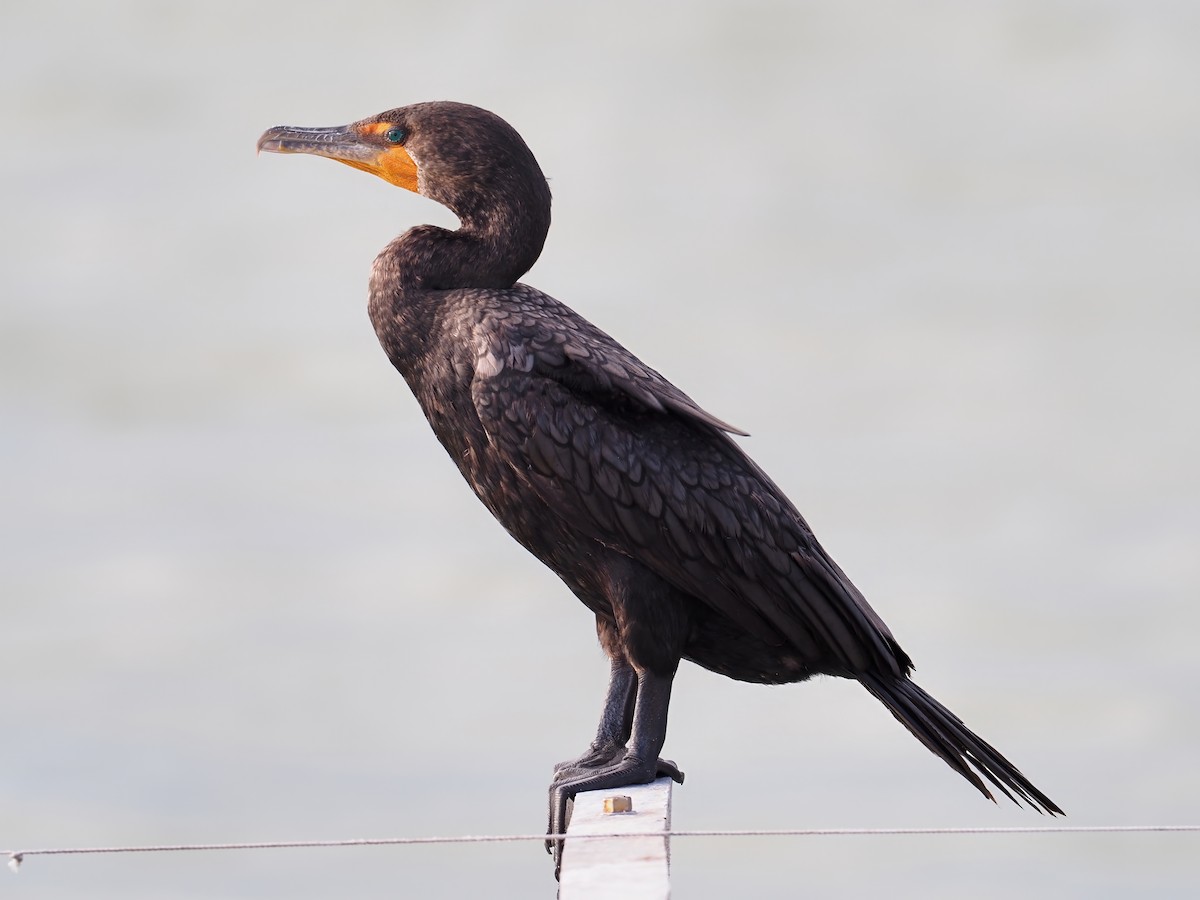 Double-crested Cormorant - ML633850921