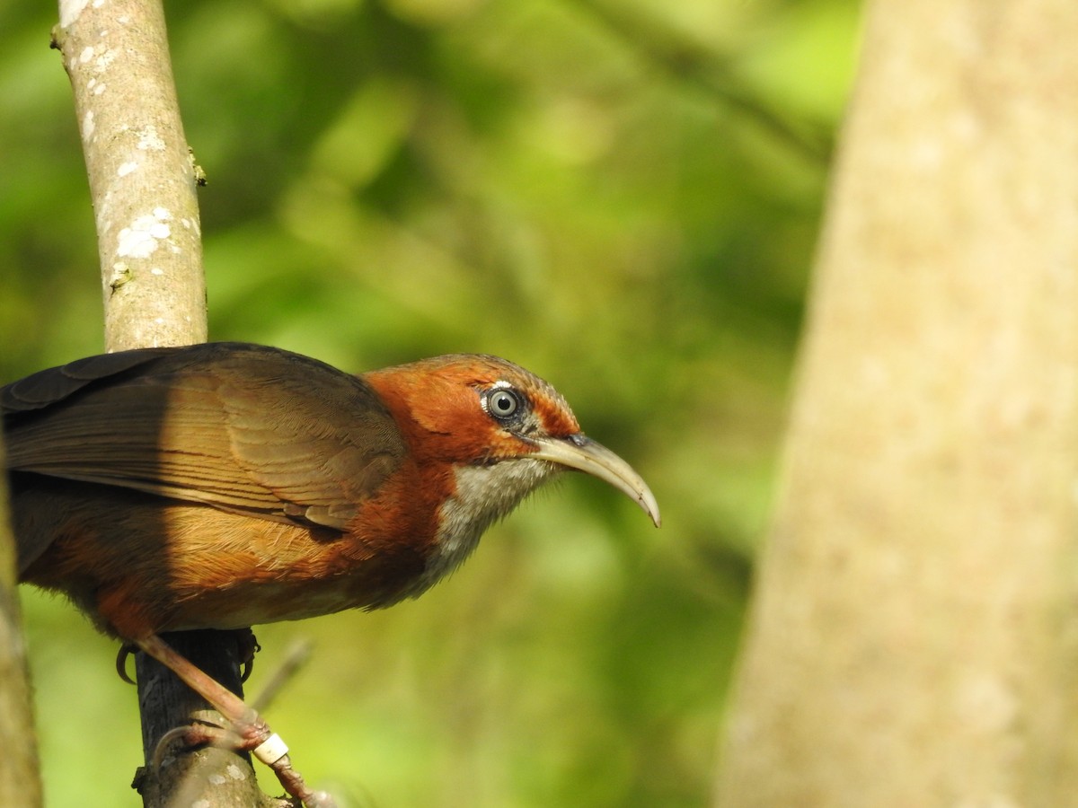 Rusty-cheeked Scimitar-Babbler - ML633851026