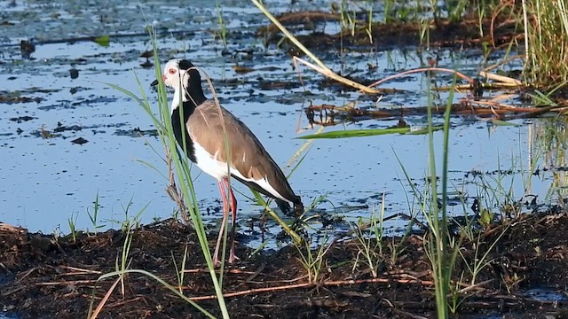 Long-toed Lapwing - ML633851077