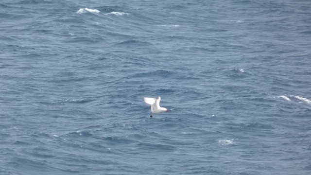 Red-tailed Tropicbird - ML633851185