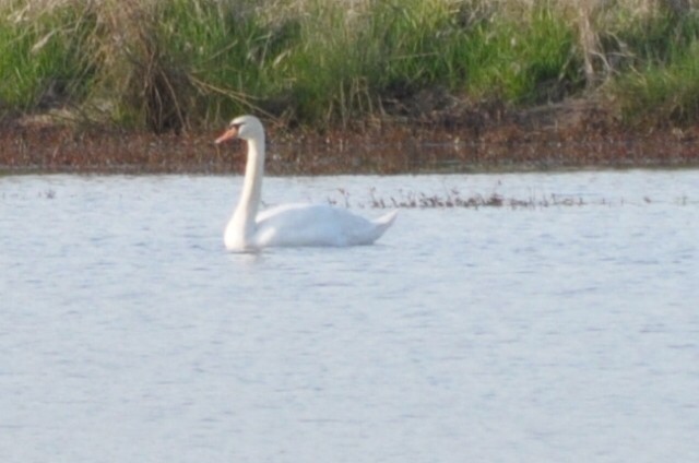 Хуруут хун - ML633851218