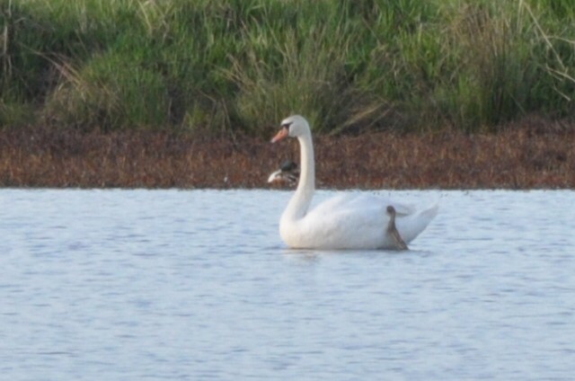 Хуруут хун - ML633851219