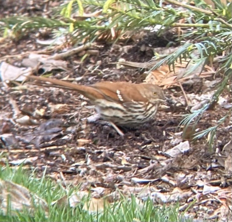 Brown Thrasher - ML633851269
