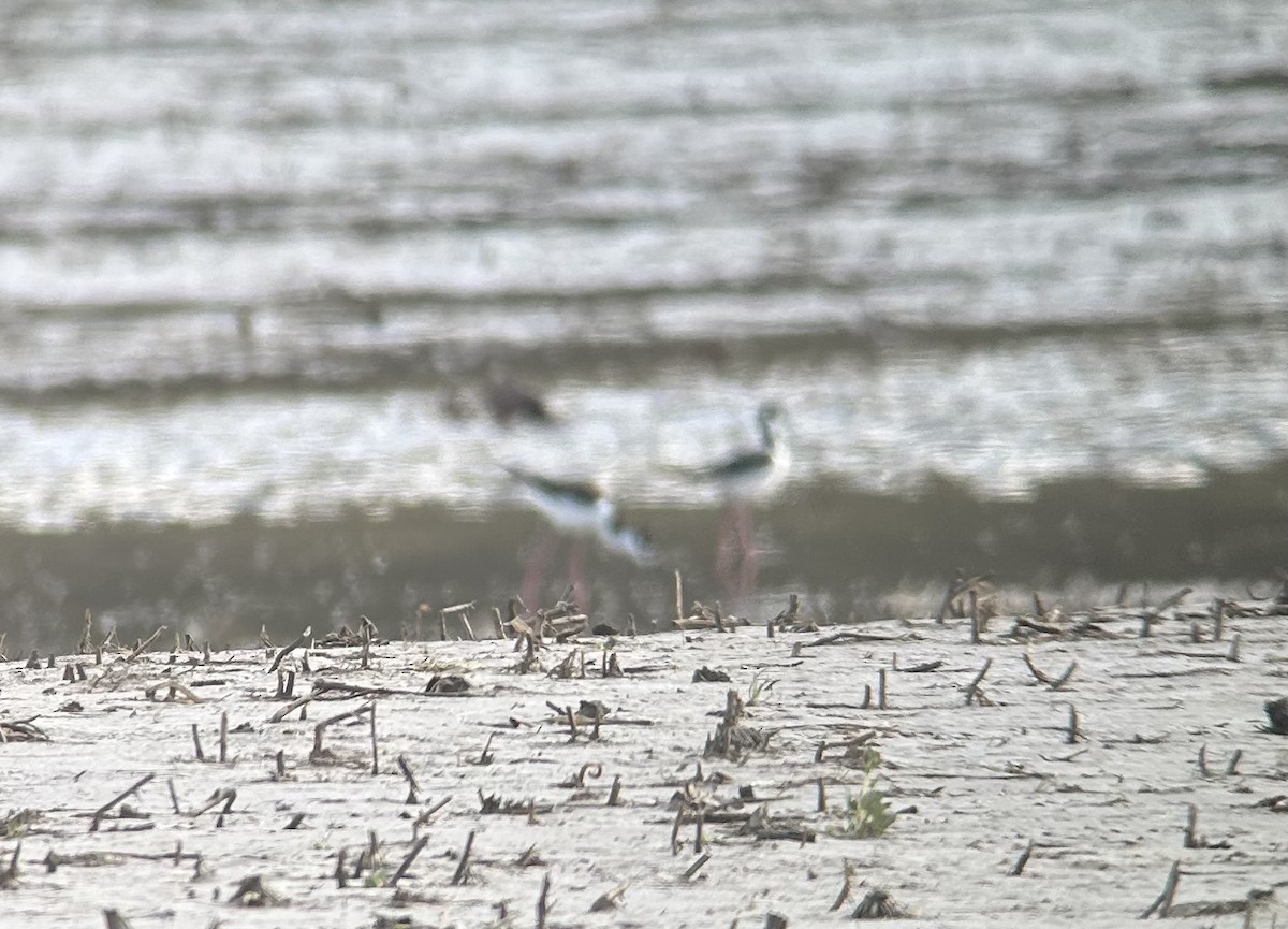 Black-necked Stilt - ML633851272