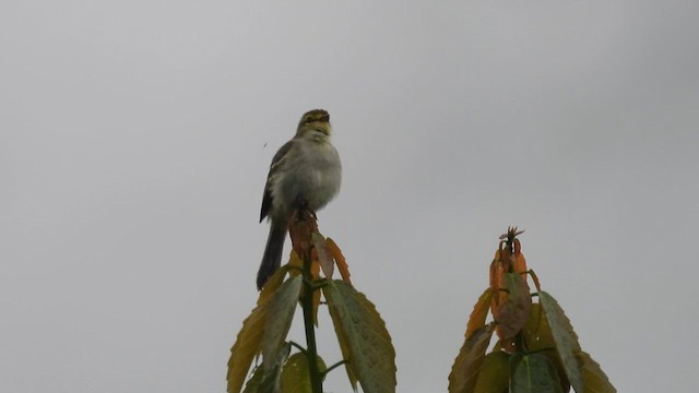 Golden-faced Tyrannulet - ML633851344