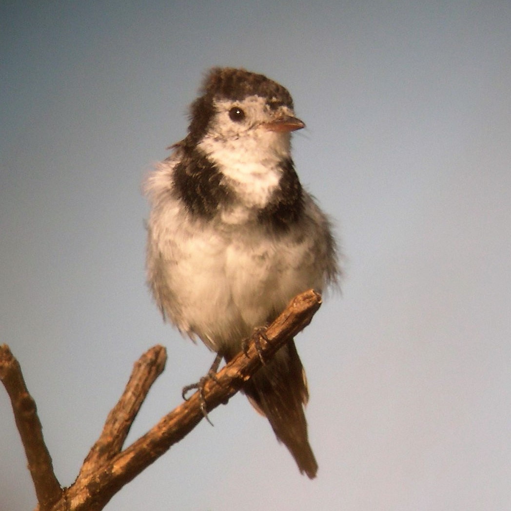 Cock-tailed Tyrant - ML633851422