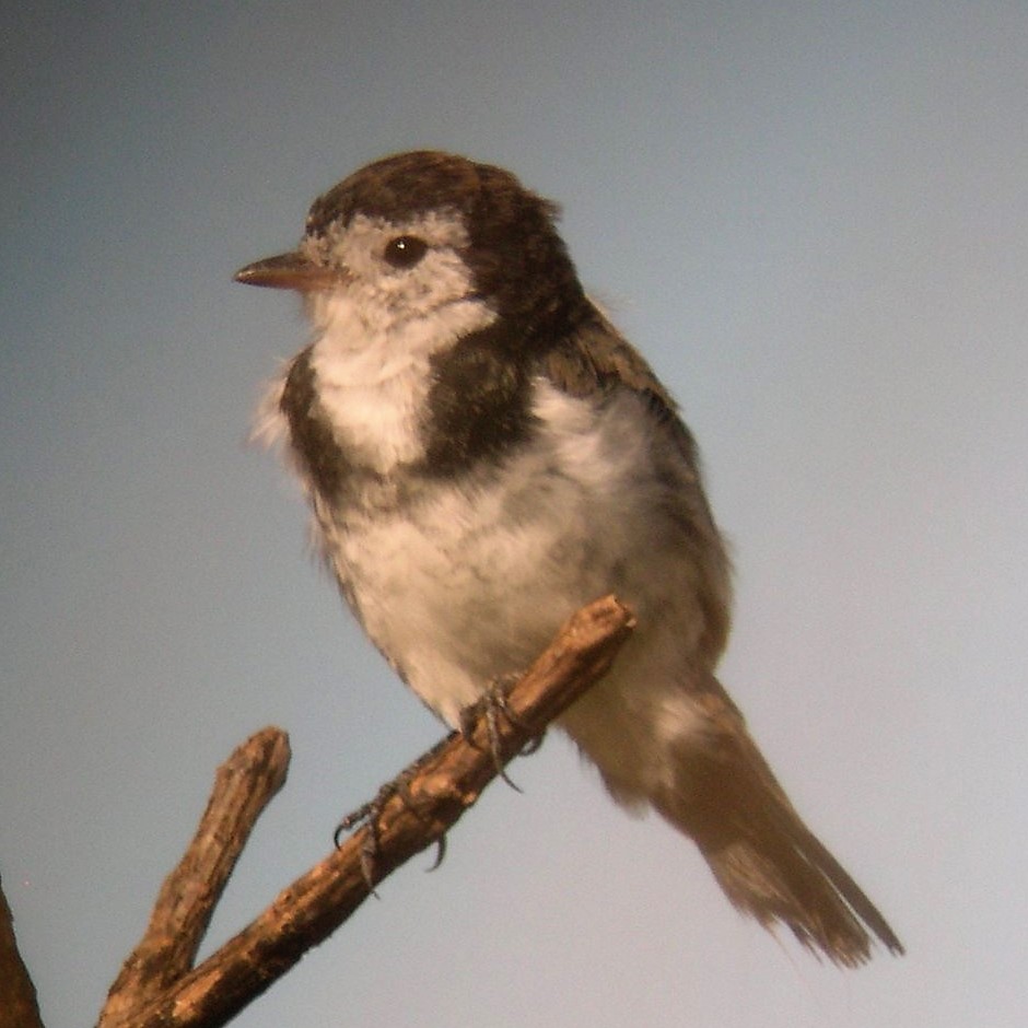 Cock-tailed Tyrant - ML633851426