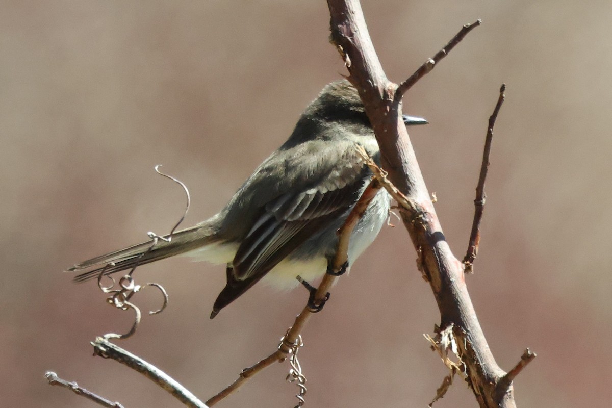 Eastern Phoebe - ML633851553