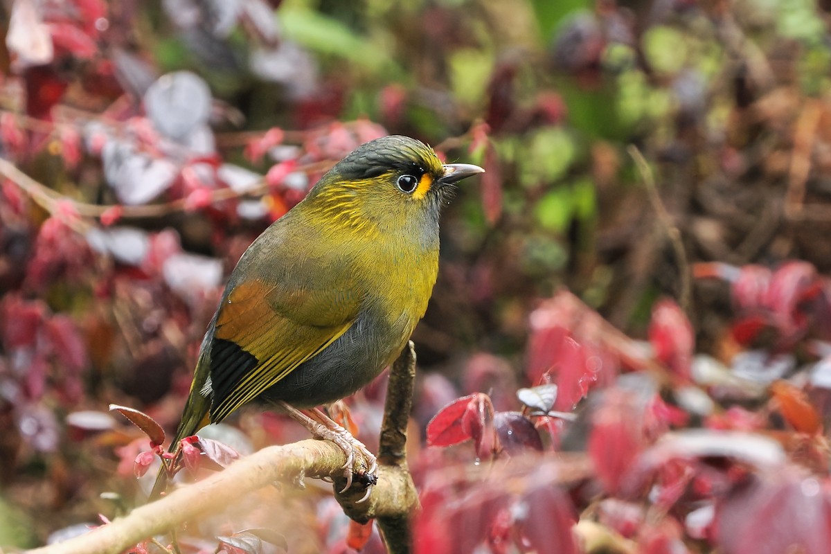 Taiwan Liocichla - ML633851706
