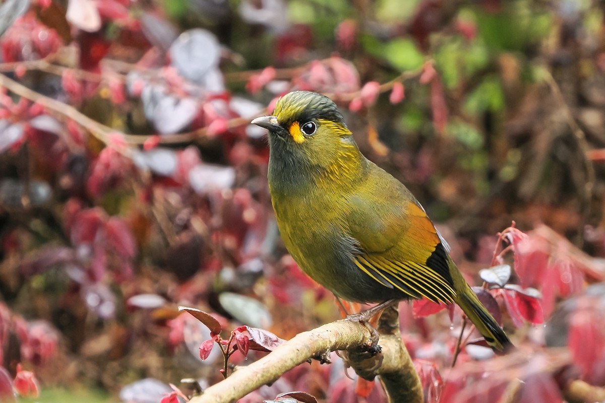 Taiwan Liocichla - ML633851707