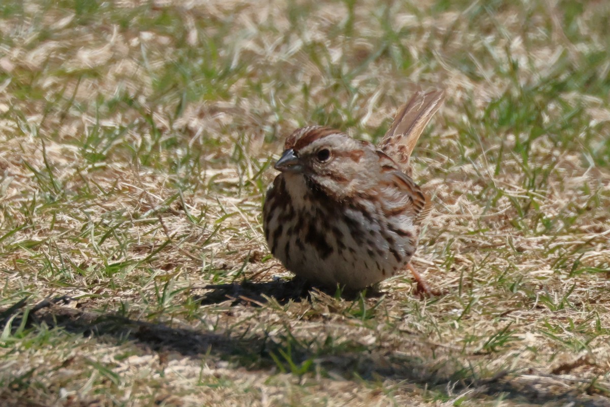 Song Sparrow - ML633851710