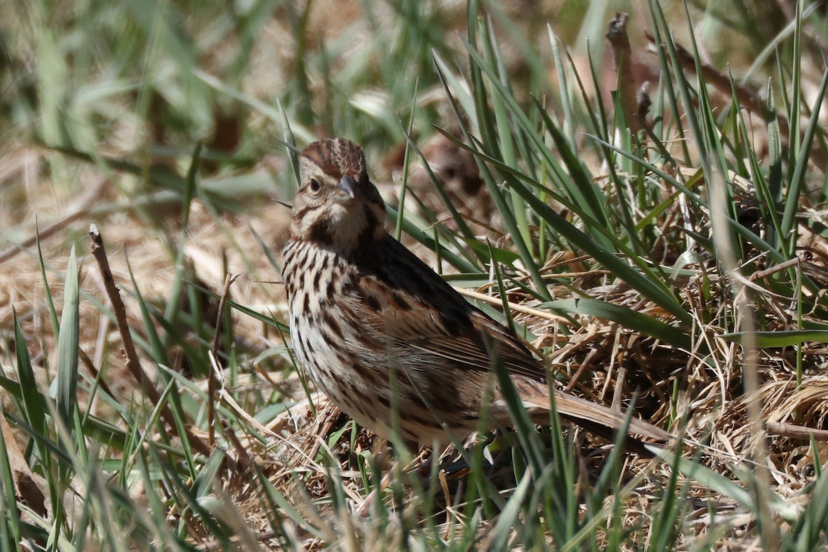 Song Sparrow - ML633851715