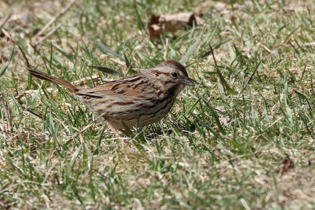 Song Sparrow - ML633851716