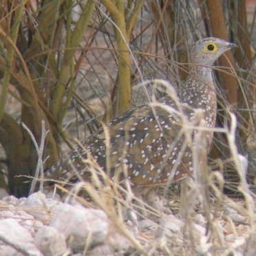 Burchell's Sandgrouse - ML633851812