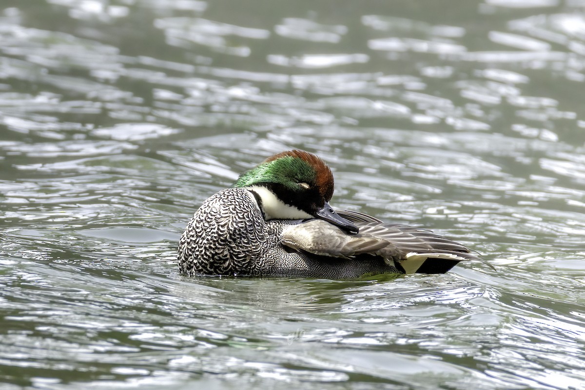 Falcated Duck - ML633851866