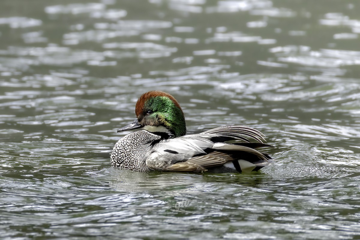 Falcated Duck - ML633851867