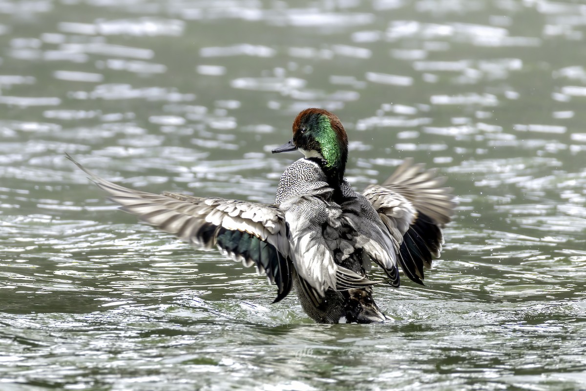 Falcated Duck - ML633851868
