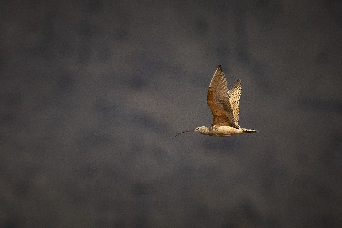 Long-billed Curlew - ML633851901