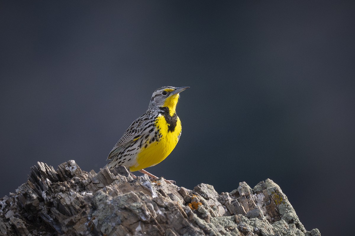 Western Meadowlark - ML633851925