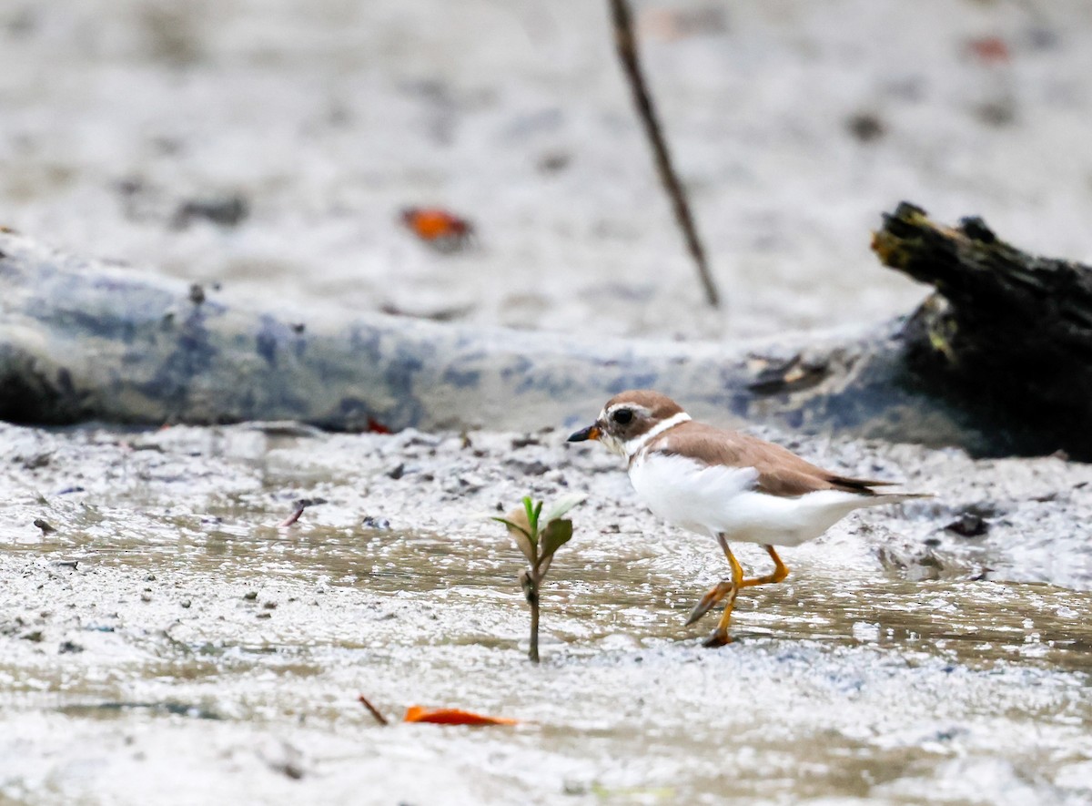 Semipalmated Plover - ML633852068