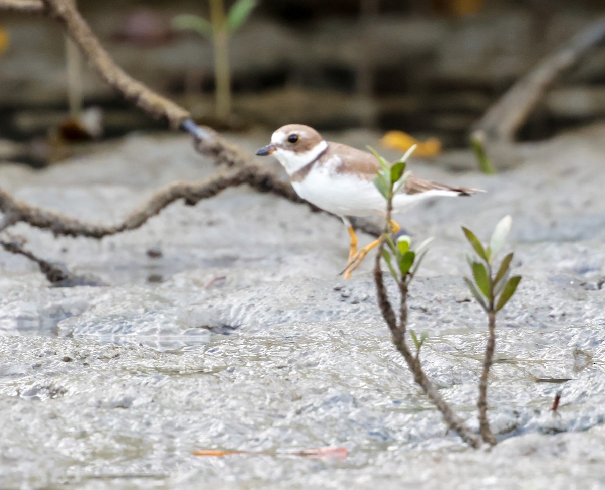 Semipalmated Plover - ML633852069