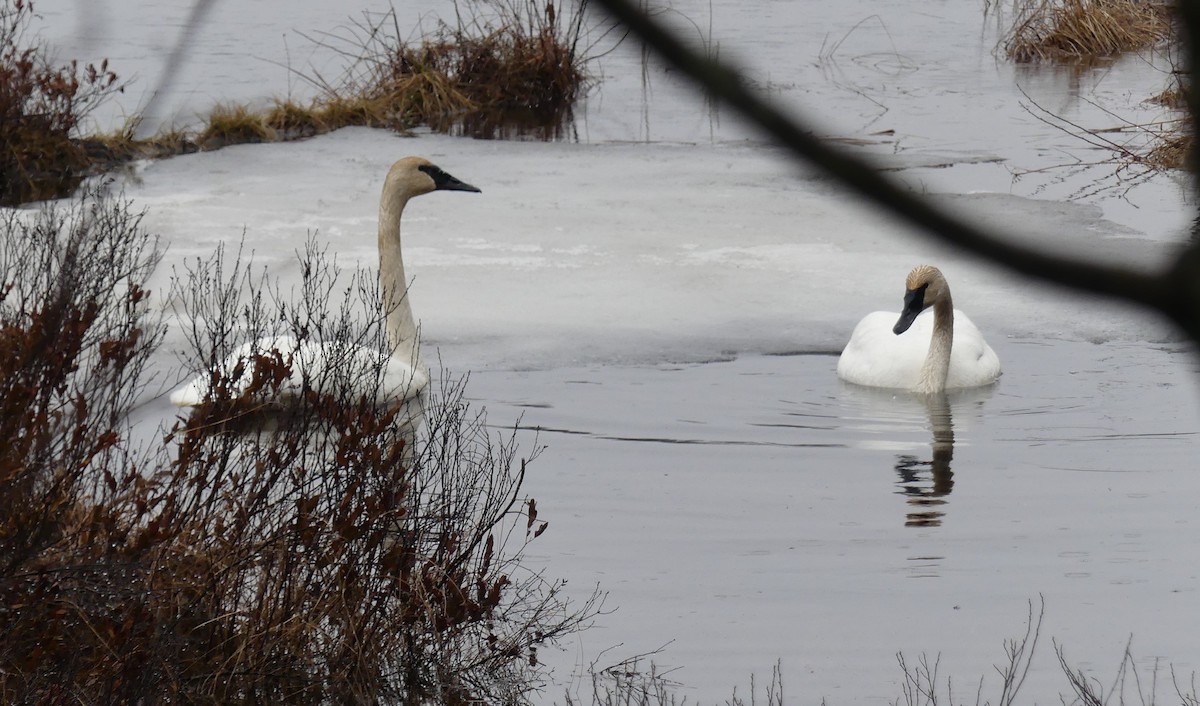 Trumpeter Swan - ML633852125