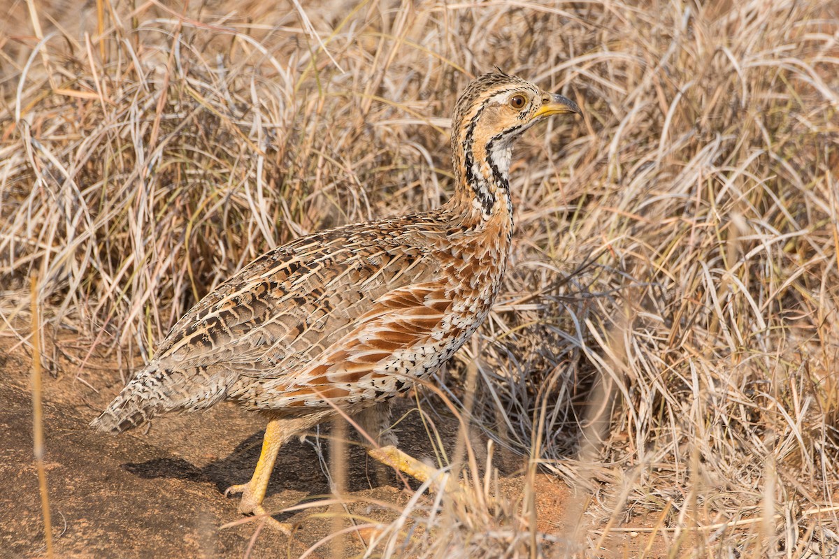 Shelley's Francolin - ML633852483