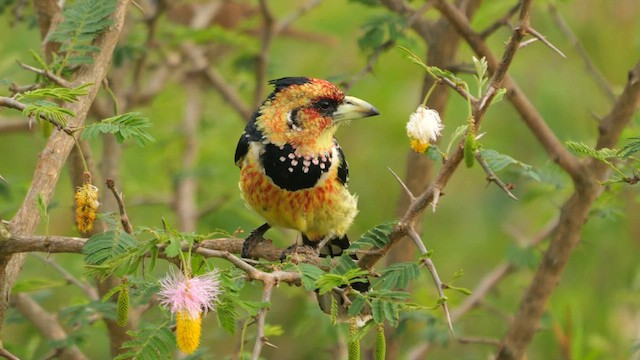 Crested Barbet - ML633852552