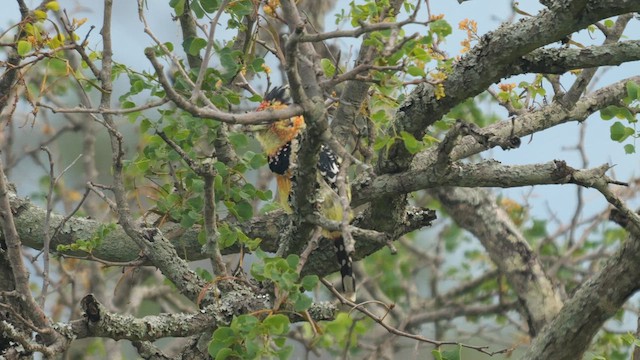Crested Barbet - ML633852553