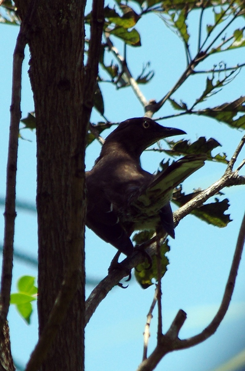 Scaly-breasted Thrasher - ML633852740